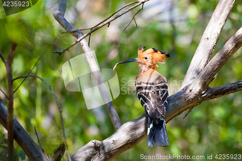 Image of Endemic bird Madagascan hoopoe Madagascar