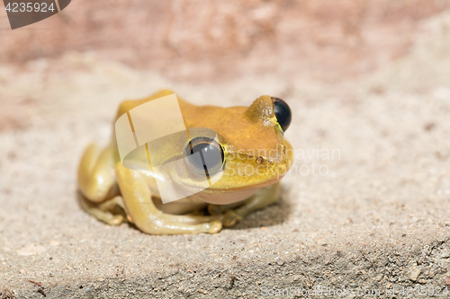 Image of Beautiful small frog Boophis rhodoscelis Madagascar