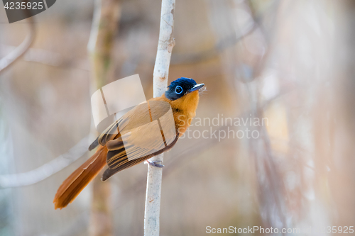 Image of Madagascar bird Paradise-flycatcher, Terpsiphone mutata