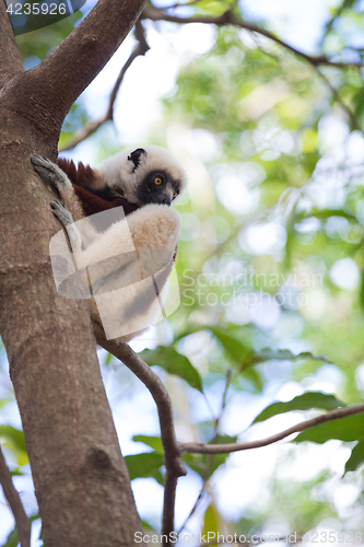 Image of Coquerel\'s sifaka (Propithecus coquereli) Madagascar