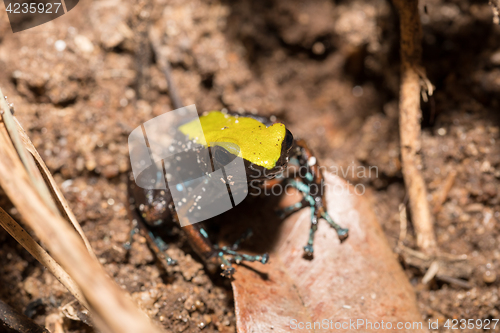 Image of black and yellow frog Climbing Mantella, Madagascar