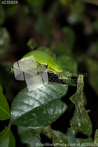 Image of Perinet chameleon, (Calumma gastrotaenia) Madagascar