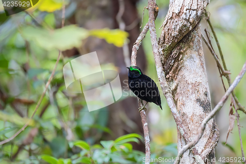 Image of Endemic bird velvet asity Madagascar