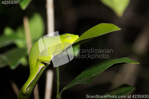 Image of Perinet chameleon, (Calumma gastrotaenia) Madagascar