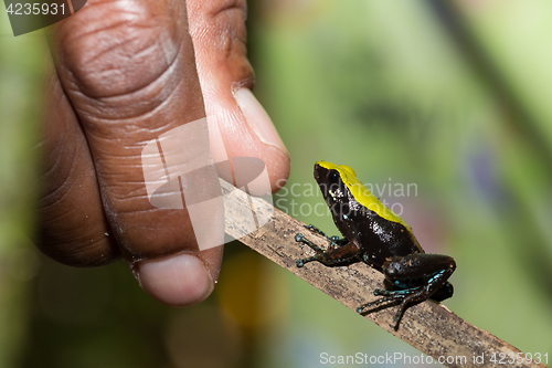 Image of black and yellow frog Climbing Mantella, Madagascar