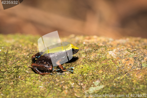 Image of black and yellow frog Climbing Mantella, Madagascar