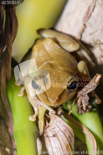 Image of Beautiful small frog Boophis rhodoscelis Madagascar