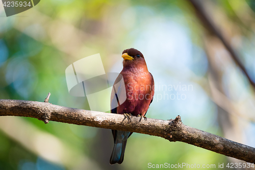 Image of Bird Broad-billed Roller (Eurystomus glaucurus) Madagascar