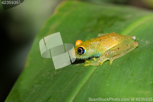 Image of Green bright-eyed frog,  Andasibe Madagascar