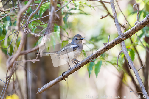 Image of Madagascar bird Robin Madagascar Magpie