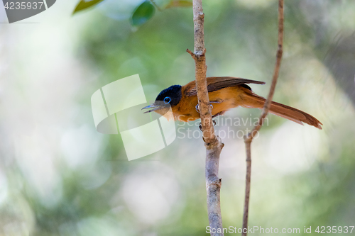 Image of Madagascar bird Paradise-flycatcher, Terpsiphone mutata