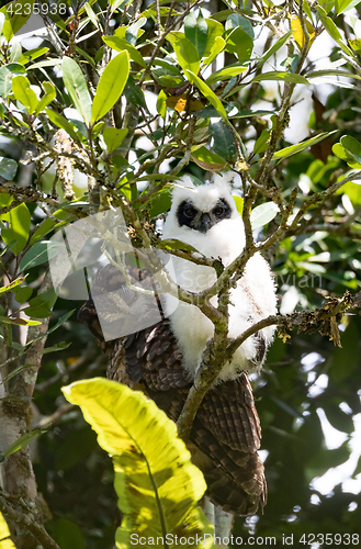 Image of Madagascar bird Long-eared Owl (Asio madagascariensis)