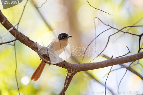 Image of Madagascar bird Paradise-flycatcher, Terpsiphone mutata