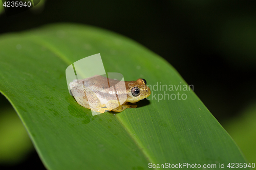 Image of Spotted Madagascar Reed Frog, Andasibe Madagascar