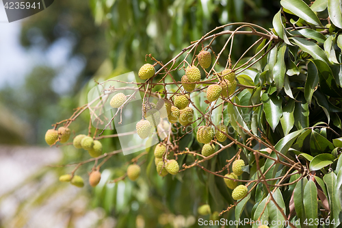 Image of Unripe exotic fruit Lychee, madagascar