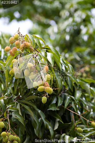 Image of Unripe exotic fruit Lychee, madagascar