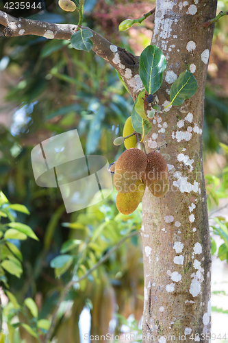 Image of Jackfruit (Artocarpus heterophyllus) Madagascar