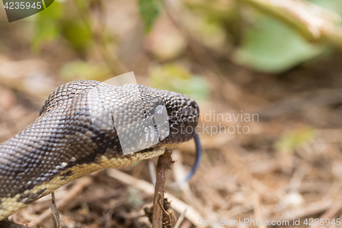 Image of madagascar tree boa, Sanzinia madagascariensis