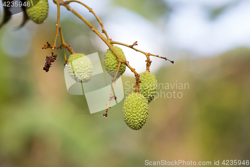 Image of Unripe exotic fruit Lychee, madagascar