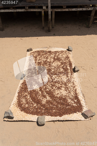 Image of drying flower buds from clove spice