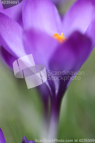 Image of Close up of violet crocus flowers in a field