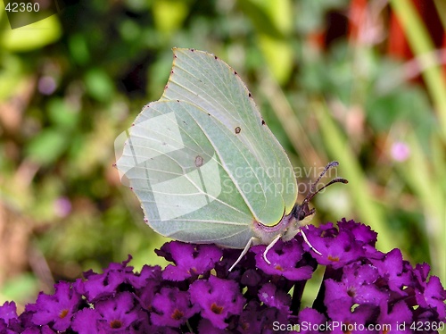 Image of Brimstone