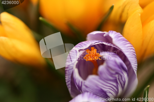 Image of Close up of violet crocus flowers in a field