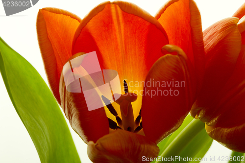 Image of Orange and red tulip flowers closeup