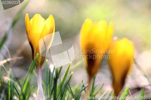 Image of Close up of violet crocus flowers in a field