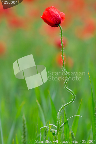 Image of Many poppies in a field a cloudy sommer day