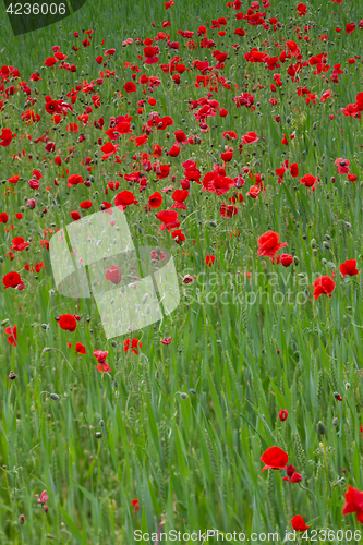Image of Many poppies in a field a cloudy sommer day