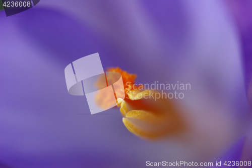 Image of Close up of violet crocus flowers in a field