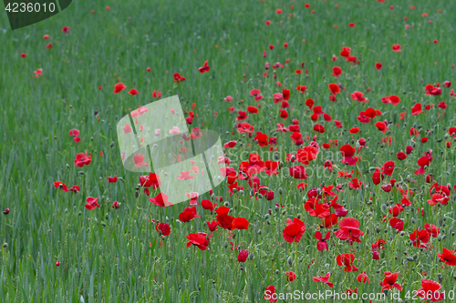 Image of Many poppies in a field a cloudy sommer day