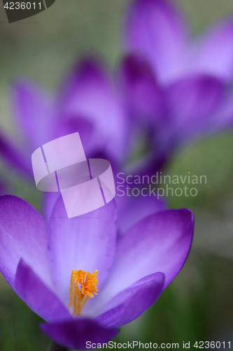 Image of Close up of violet crocus flowers in a field