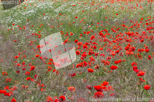 Image of Many poppies in a field a cloudy sommer day