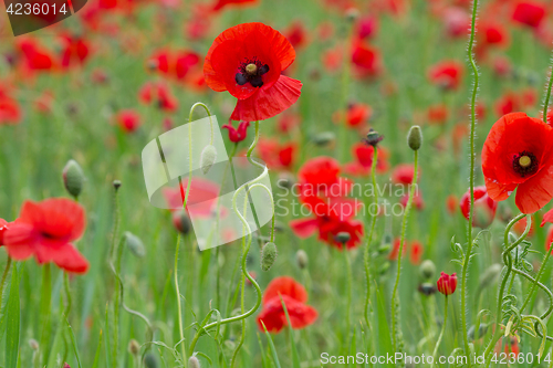 Image of Many poppies in a field a cloudy sommer day