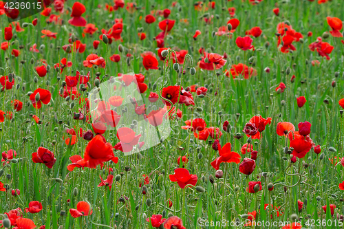 Image of Many poppies in a field a cloudy sommer day