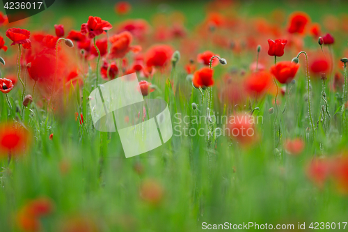 Image of Many poppies in a field a cloudy sommer day