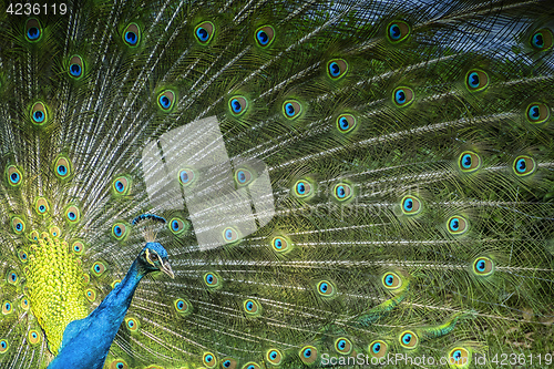 Image of peacock showing his feathers