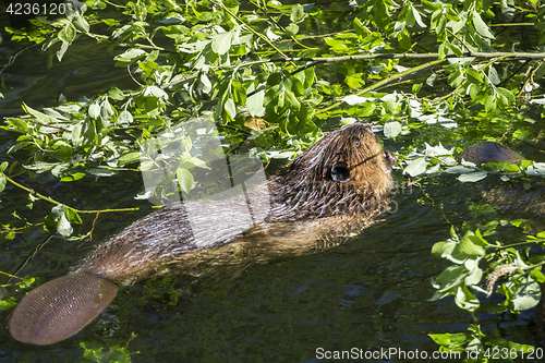 Image of beaver eating green leaf