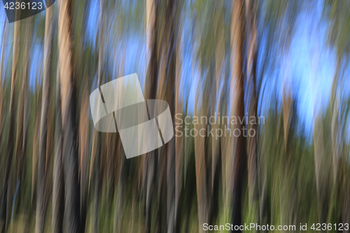 Image of Abstract Background with Pine Trees and Sky