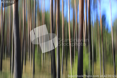 Image of Abstract Background with Pine Tree Trunks
