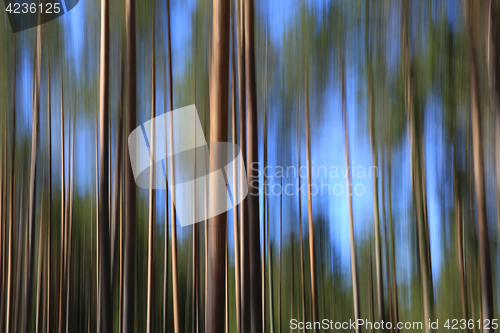 Image of Abstract Background with Pine Forest and Sky
