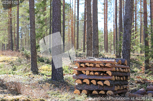 Image of Firewood in Spring Forest