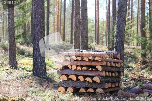 Image of Stack of Firewood in Forest