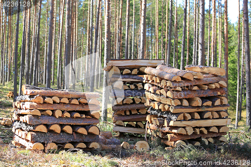 Image of Three Stacks of Firewood in Forest