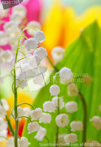 Image of Lily of the valley (convallaria majalis)