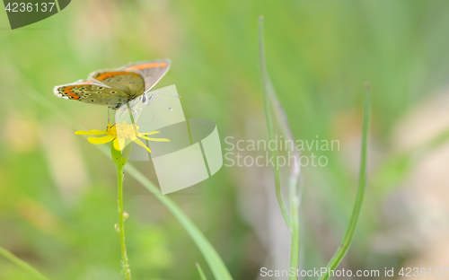 Image of Common Blue (Polyomathus icarus) butterfly 