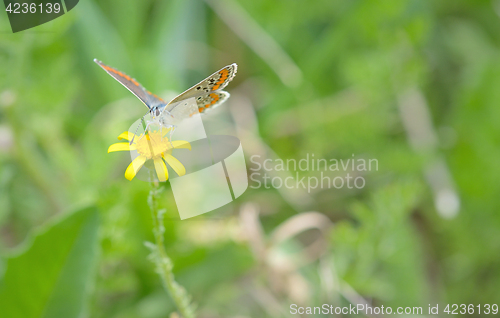 Image of Common Blue (Polyomathus icarus) butterfly 