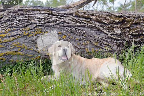 Image of Golden retriever sitting in forest